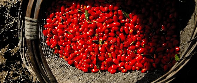 Wholeberry organic wolfberry gouqi Goji (Organic Fresh Goji Juice 12 packs 12 oz)