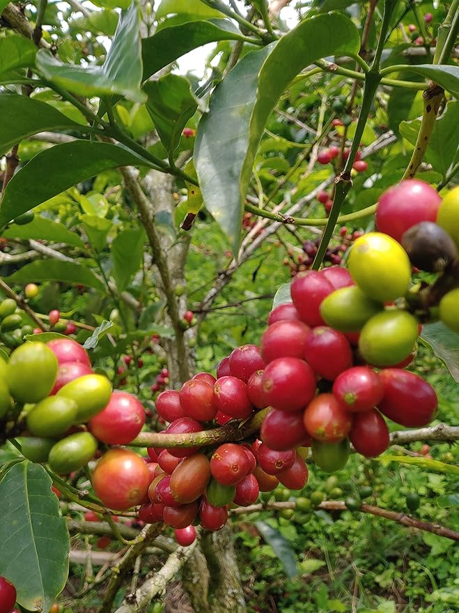Medium Dark Coffee Roast Ground Coffee 100% Arabica Colombian Coffee Fresh Coffee Saxonville Mills Cafe (2 LB)