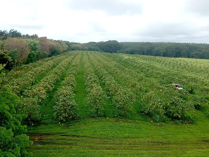 Wailua River Noni Juice (4)