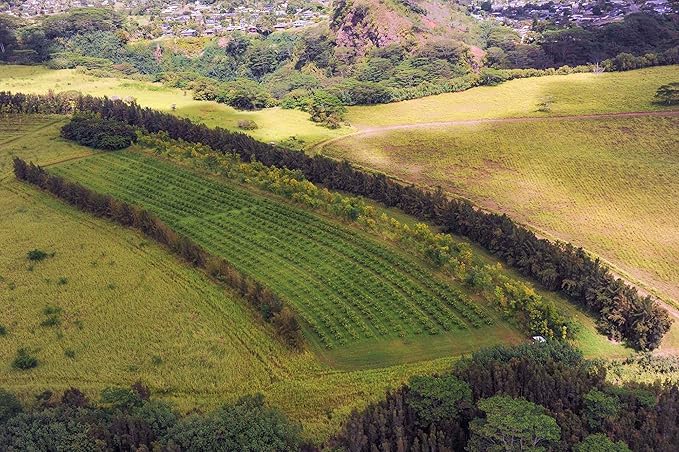 Wailua River Noni Juice (4)