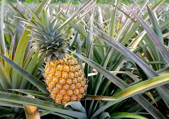 Food to Live Organic Pineapple Juice Powder 12 Ounces - Non-GMO Made from Raw Dried Fruit Unsulfured Vegan Bulk Kosher Great for Baking Juices Smoothies Contains Maltodextrin No Sulphites