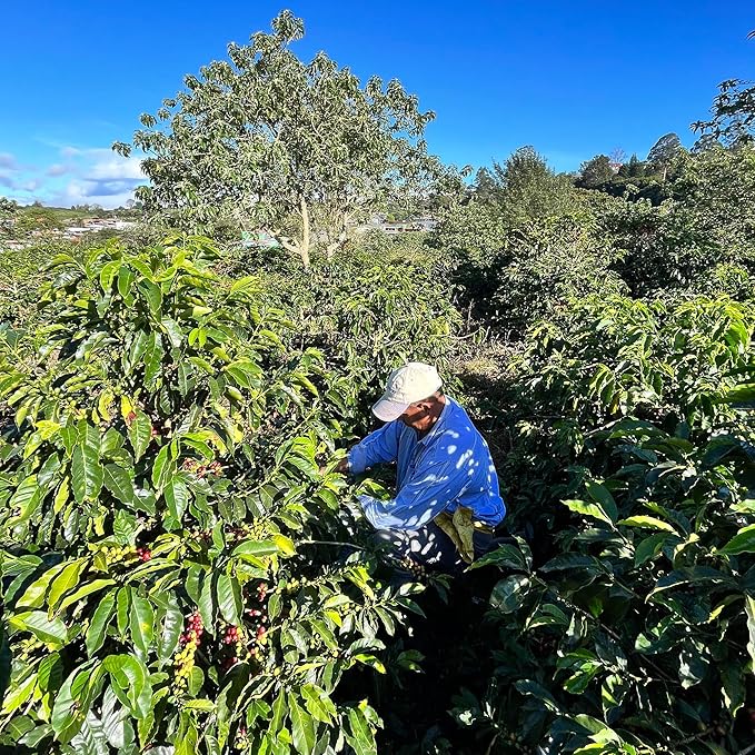 Costa Rica Peaberry| Whole Bean Coffee by Aroma Ridge | 16oz Medium Roast Gourmet Coffee Beans | Full Bodied Roasted Coffee Beans With Fruity Floral Notes
